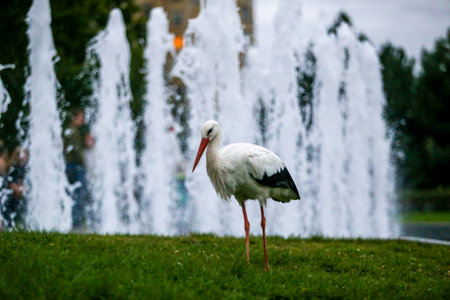 A white stork standing gracefully near a city fountain. The elegant bird contrasts with the splashing water and urban background, creating a rare moment where wildlife meets modern life in the heart of the cityの写真素材