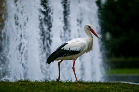 A white stork standing gracefully near a city fountain. The elegant bird contrasts with the...