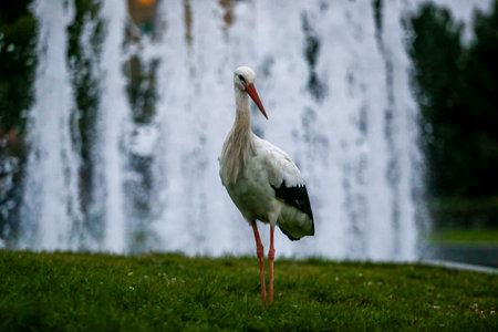 A white stork standing gracefully near a city fountain. The elegant bird contrasts with the...