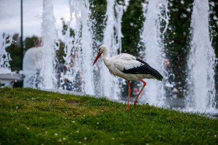 A white stork standing gracefully near a city fountain. The elegant bird contrasts with the splashing water and urban background, creating a rare moment where wildlife meets modern life in the heart of the cityの写真素材