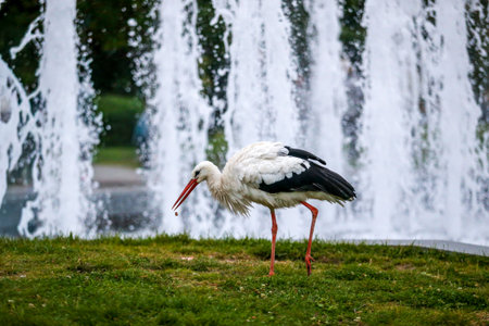A white stork standing gracefully near a city fountain. The elegant bird contrasts with the splashing water and urban background, creating a rare moment where wildlife meets modern life in the heart of the cityの写真素材