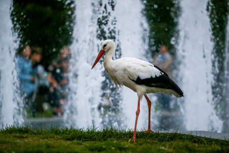 A white stork standing gracefully near a city fountain. The elegant bird contrasts with the splashing water and urban background, creating a rare moment where wildlife meets modern life in the heart of the cityの写真素材