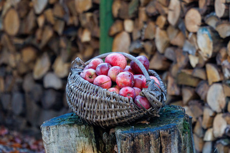 A wicker basket filled with fresh autumn apples resting on a wooden stump in a rustic countryside garden. Natural harvest concept with seasonal fruit, simple rural lifestyle and organic farming atmosphereの写真素材