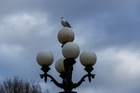 A lone seagull standing on top of an old decorative street lamp with weathered glass globes. Overcast light and bare trees create a muted urban winter atmosphere, capturing a quiet city momentの写真素材