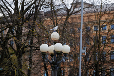 A lone seagull standing on top of an old decorative street lamp with weathered glass globes. Overcast light and bare trees create a muted urban winter atmosphere, capturing a quiet city momentの写真素材