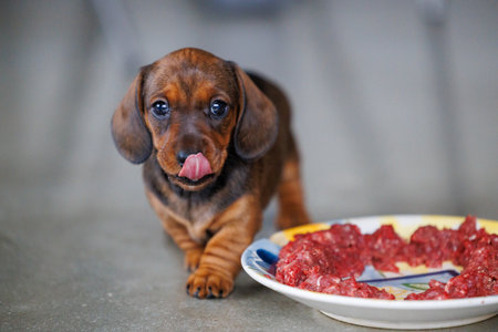 Cute dachshund puppy eating raw meat from a plate indoors. Small brown dog enjoying natural food. Concept of puppy nutrition, raw diet, pet care, healthy feeding, and domestic animal lifestyleの写真素材