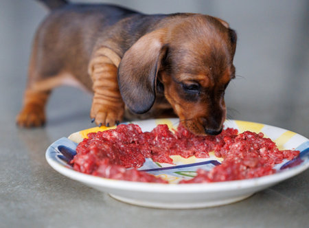 Cute dachshund puppy eating raw meat from a plate indoors. Small brown dog enjoying natural food. Concept of puppy nutrition, raw diet, pet care, healthy feeding, and domestic animal lifestyleの写真素材
