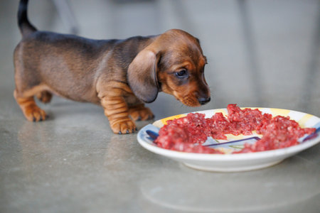 Cute dachshund puppy eating raw meat from a plate indoors. Small brown dog enjoying natural food. Concept of puppy nutrition, raw diet, pet care, healthy feeding, and domestic animal lifestyleの写真素材