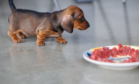 Cute dachshund puppy eating raw meat from a plate indoors. Small brown dog enjoying natural food. Concept of puppy nutrition, raw diet, pet care, healthy feeding, and domestic animal lifestyleの写真素材