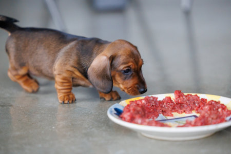Cute dachshund puppy eating raw meat from a plate indoors. Small brown dog enjoying natural food. Concept of puppy nutrition, raw diet, pet care, healthy feeding, and domestic animal lifestyleの写真素材