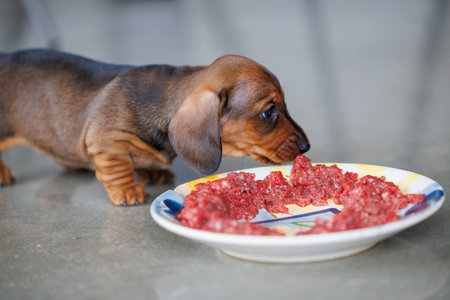 Cute dachshund puppy eating raw meat from a plate indoors. Small brown dog enjoying natural food. Concept of puppy nutrition, raw diet, pet care, healthy feeding, and domestic animal lifestyleの写真素材