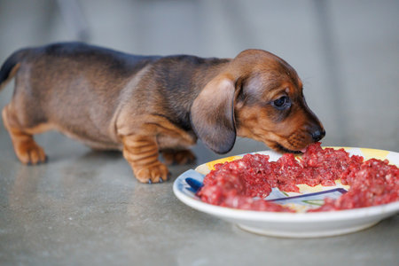 Cute dachshund puppy eating raw meat from a plate indoors. Small brown dog enjoying natural food. Concept of puppy nutrition, raw diet, pet care, healthy feeding, and domestic animal lifestyleの写真素材