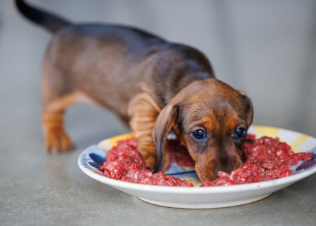 Cute dachshund puppy eating raw meat from a plate indoors. Small brown dog enjoying natural food. Concept of puppy nutrition, raw diet, pet care, healthy feeding, and domestic animal lifestyleの写真素材