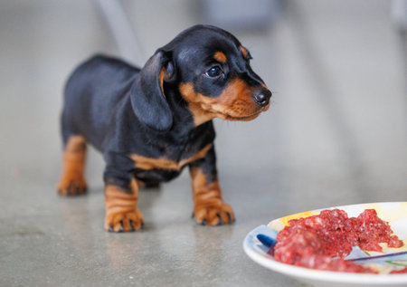 Cute black and tan dachshund puppy standing near a plate of raw meat indoors. Small dog looking at food during feeding time. Concept of puppy nutrition, raw diet, pet care, and adorable domestic animal lifestyleの写真素材