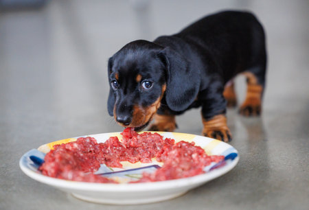 Cute black and tan dachshund puppy standing near a plate of raw meat indoors. Small dog looking at food during feeding time. Concept of puppy nutrition, raw diet, pet care, and adorable domestic animal lifestyleの写真素材