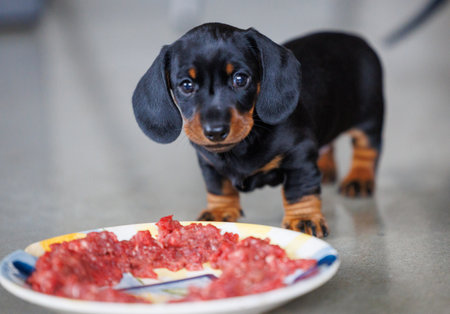 Cute black and tan dachshund puppy standing near a plate of raw meat indoors. Small dog looking at food during feeding time. Concept of puppy nutrition, raw diet, pet care, and adorable domestic animal lifestyleの写真素材