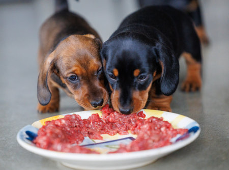 Adorable dachshund puppies eating raw minced meat from a plate indoors. Close-up view of young dogs during feeding time. Natural light, shallow depth of field, pet nutrition and animal care concept.の写真素材