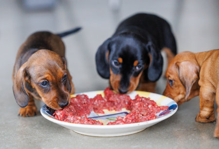 Adorable dachshund puppies eating raw minced meat from a plate indoors. Close-up view of young dogs during feeding time. Natural light, shallow depth of field, pet nutrition and animal care concept.の写真素材