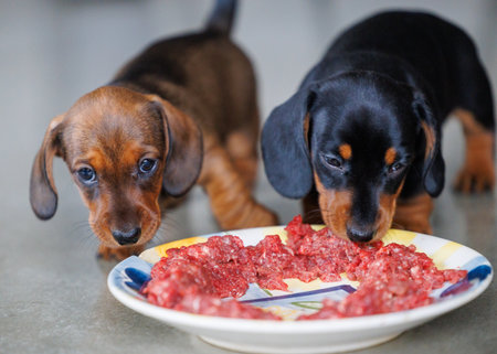 Adorable dachshund puppies eating raw minced meat from a plate indoors. Close-up view of young dogs during feeding time. Natural light, shallow depth of field, pet nutrition and animal care concept.の写真素材