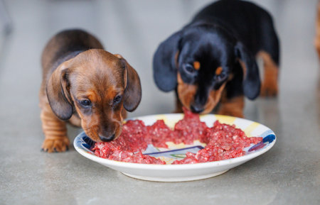 Adorable dachshund puppies eating raw minced meat from a plate indoors. Close-up view of young dogs during feeding time. Natural light, shallow depth of field, pet nutrition and animal care concept.の写真素材