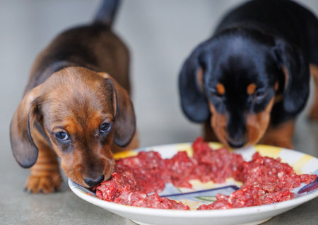 Adorable dachshund puppies eating raw minced meat from a plate indoors. Close-up view of young dogs during feeding time. Natural light, shallow depth of field, pet nutrition and animal care concept.の写真素材