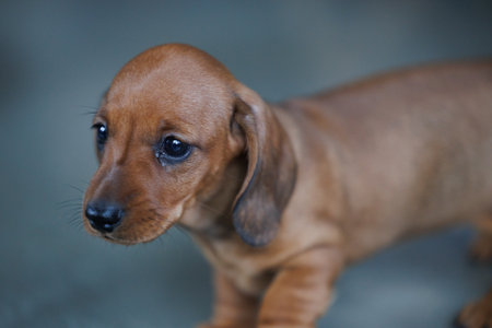 Cute dachshund puppy photographed indoors on a smooth floor in natural light. Close-up and full-body views of a young dog exploring its surroundings. Pet lifestyle, animal care and puppy development conceptの写真素材