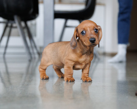 Cute dachshund puppy photographed indoors on a smooth floor in natural light. Close-up and full-body views of a young dog exploring its surroundings. Pet lifestyle, animal care and puppy development conceptの写真素材
