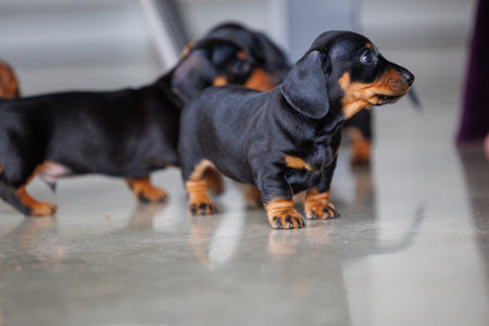 Adorable dachshund puppies exploring an indoor space. Small purebred dogs with short legs and curious expressions, photographed in natural light. Concept of pets, puppyhood, care, and domestic lifeの写真素材