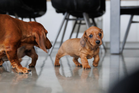 Cute dachshund puppy photographed indoors on a smooth floor in natural light. Close-up and full-body views of a young dog exploring its surroundings. Pet lifestyle, animal care and puppy development conceptの写真素材