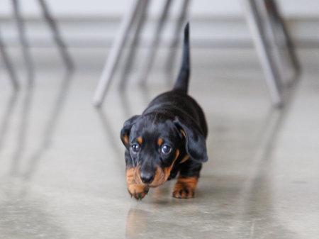 Adorable dachshund puppies exploring an indoor space. Small purebred dogs with short legs and curious expressions, photographed in natural light. Concept of pets, puppyhood, care, and domestic lifeの写真素材