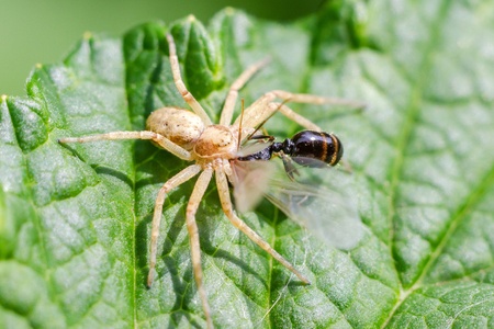 White spider eats insects on a green leafの写真素材