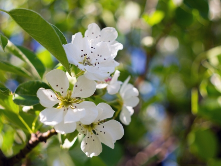 A branch of pear blossoms in springの写真素材