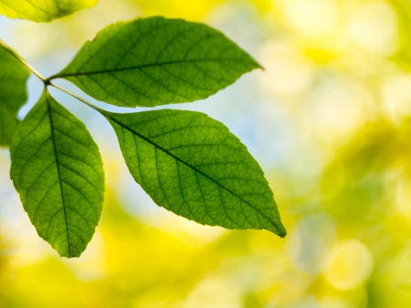 Green leaves on a blurred background 