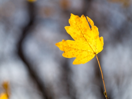 Yellowed leaves on a blurred background  October 