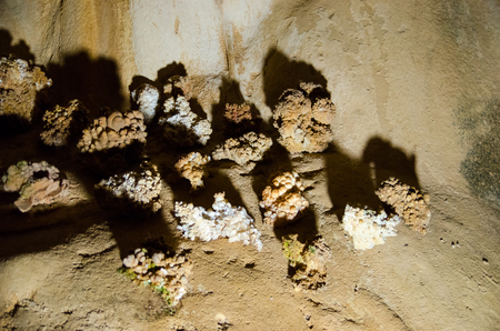 Stalagmites  Cacti   Marble Cave  Karst cave in the Crimea  Massif Chatyrdag-Yayla  Vicinity of Alushta  Near the village Privolnoe の写真素材