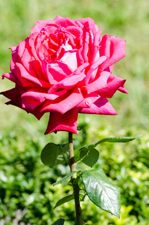 Rosa. Rosary Nikitsky botanical garden. Crimea, Yalta, Nikita village.の写真素材