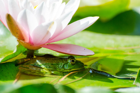 Frog under flower water lily (Nymphaea). Pond in the Nikitsky botanical garden. Crimea, Yalta, Nikita village.の写真素材