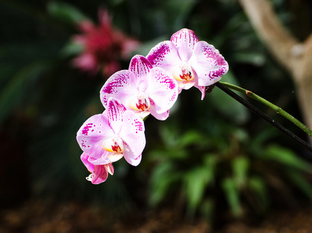 Twig blossoming orchids. Orchid Show in Nikitsky Botanical Garden. Crimea, Yalta, Nikita village.の写真素材