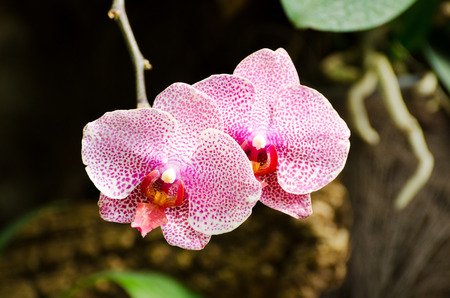 Twig blossoming orchids. Orchid Show in Nikitsky Botanical Garden. Crimea, Yalta, Nikita village.の写真素材