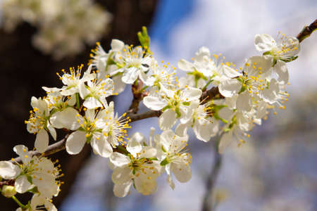 Branch of flowering cherry. Fruit tree blooming in spring. Beautiful photo with spring mood.の写真素材