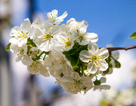 Branch of flowering cherry. Fruit tree blooming in spring. Beautiful photo with spring mood.の写真素材