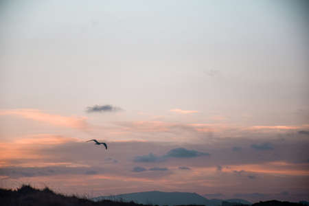 Bird flying over romantic sky during sunset with mountains on the backgroundの写真素材