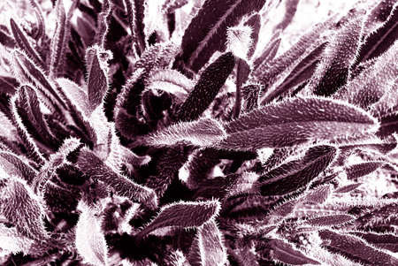 Prickly leaves - protective reaction of a plant in desert, can use for background.の写真素材