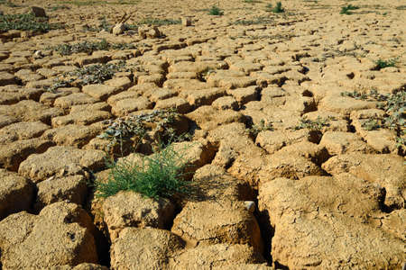Dry cracked ground and green plants. Taken in Negev, Israel.