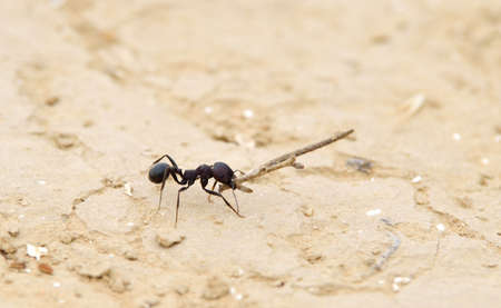 The worker ant drags a stick for building anthill.の写真素材