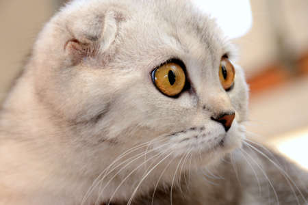 Portrait of a scottish fold tomcat close-up.の写真素材