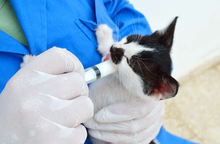 Feeding of a kitten in a shelter for homeless animalsの写真素材