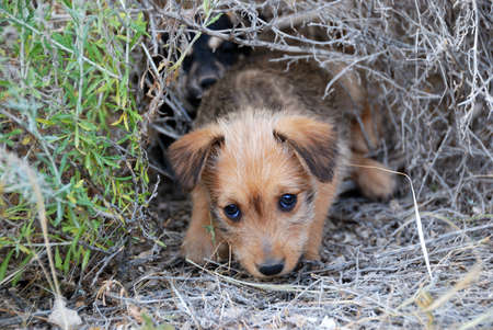 Sad lonely homeless puppy looking in the eyesの写真素材