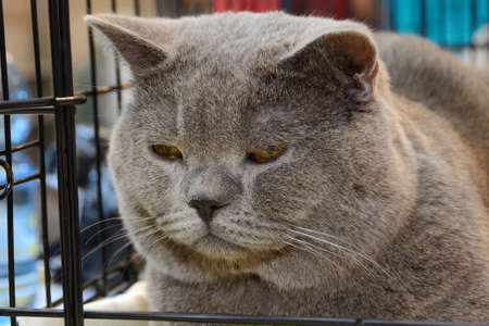 Portrait of a British Shorthair cat close-up.の写真素材
