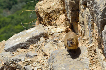 Syrian rock hyrax (Procavia capensis) medium-sized terrestrial mammal, found across Africa and the Middle East.の写真素材